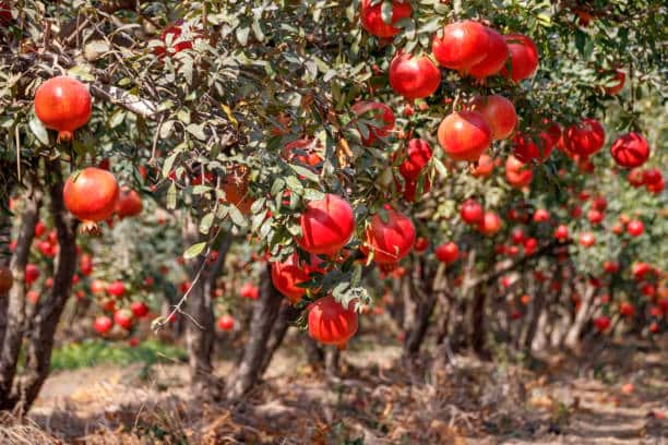 انار ممتاز آبدار بهترین میوه فصل پاییز